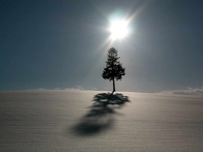 sun, sunlight, tranquility, tranquil scene, tree, sunbeam, sky, landscape, nature, beauty in nature, scenics, lens flare, silhouette, clear sky, sunny, shadow, day, field, bright, no people