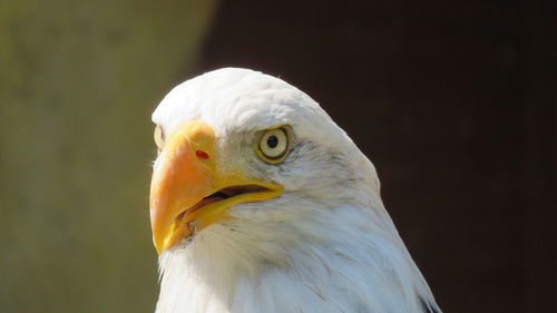 The bald headed eagle is one of the most beautiful and majestic animals that exists on earth