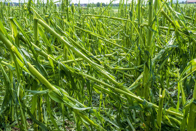 Full frame shot of crops growing on field