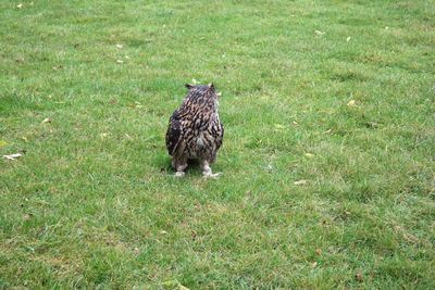 Bird on grassy field