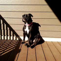 Portrait of a dog against the wall