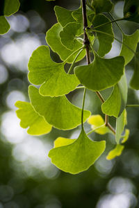 Close-up of green leaves