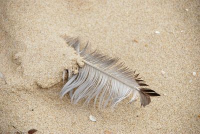 High angle view of feather on beach