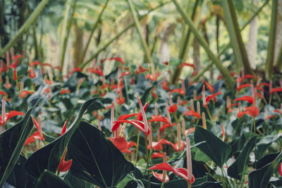 Close-up of red flowering plants on field