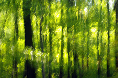 Full frame shot of bamboo trees in forest