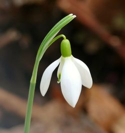 Close-up of white flowering plant