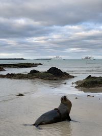 View of wild sea lion on isabela island beach galapagos 