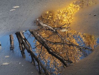 Reflection of trees on puddle