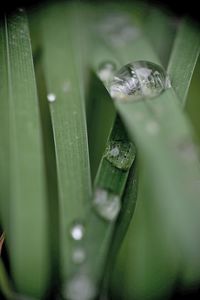 Close-up of water drops on flower