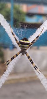 Close-up of spider on web