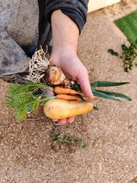 Low section of man holding food