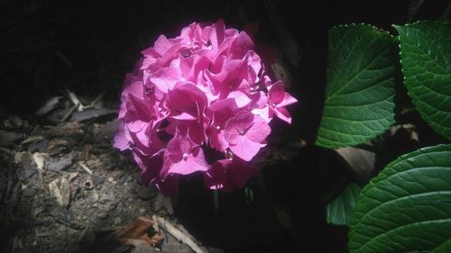 Close-up of pink flowers at night