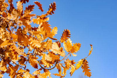 Low angle view of autumnal leaves against clear blue sky