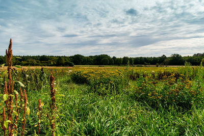 Scenic view of agricultural field against sky