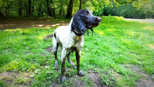 Dog on field in forest