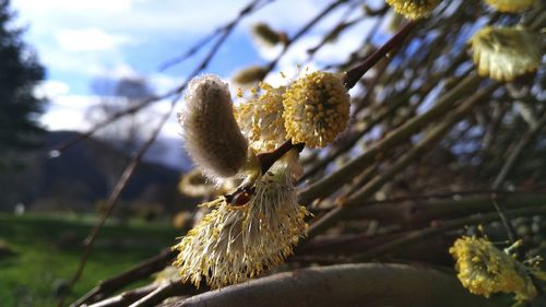 Close-up of flowering plant