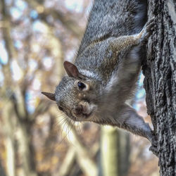 Close-up of squirrel on tree trunk