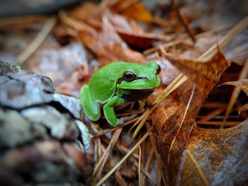 Close-up of green frog on leaves