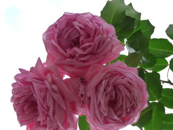 Close-up of pink flowers