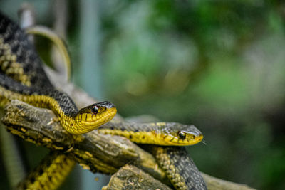 Close-up of two snakes on branch