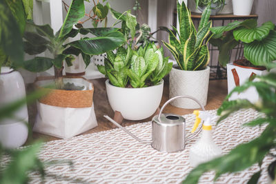 Potted plant on table