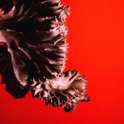 Close-up of a flower over red background