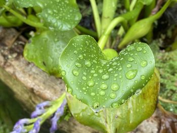 Close-up of wet plant leaves