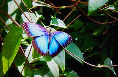 Close-up of butterfly perching on flower