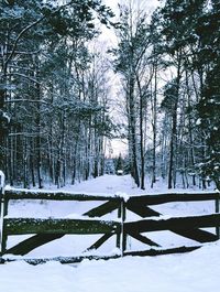 Trees on snow covered field during winter