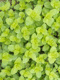 Full frame shot of green leaves