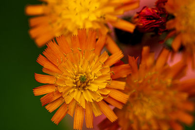 Close-up of orange flower