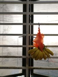 Close-up of rose on window