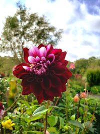 Close-up of red flowering plant on field against sky
