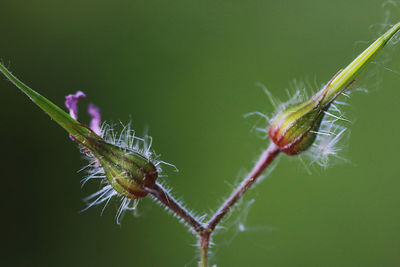 Close-up of caterpillar on leaf