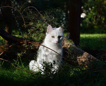 Close-up of cat sitting on grass