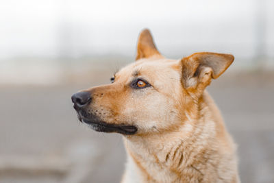 Close-up of dog looking away