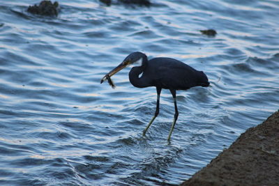 High angle view of bird in water