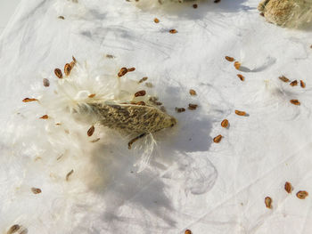 High angle view of birds swimming in water