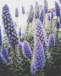 Close-up of purple flowers growing outdoors