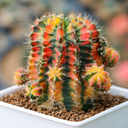 Close-up of cactus plant