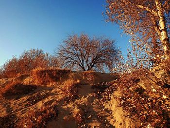 Trees against clear sky