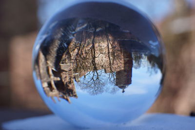 Close-up of trees