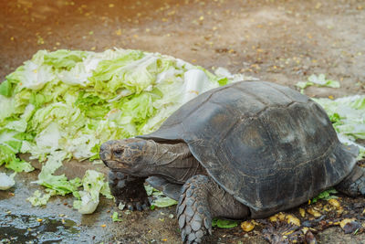 Close-up of a turtle in the ground