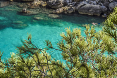 Close-up of plants against water