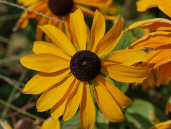 Close-up of yellow daisy