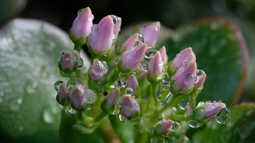 Close-up of water drops on flowers