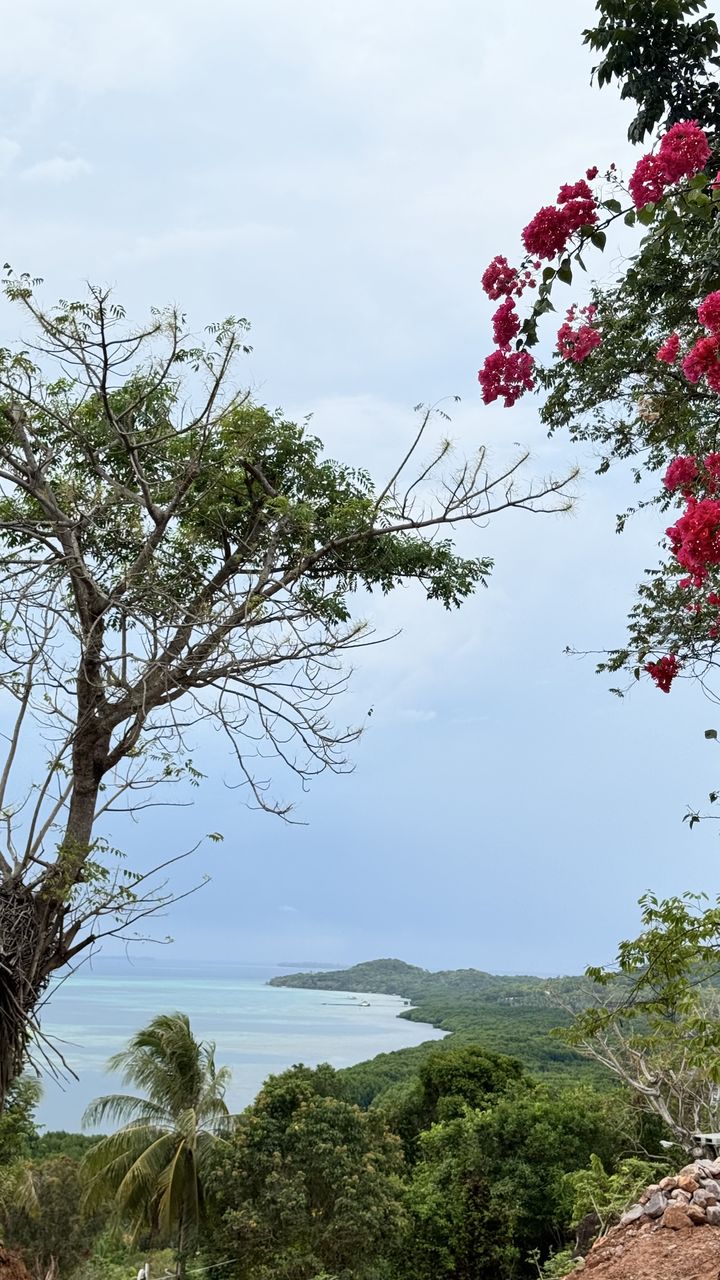 plant, tree, nature, flower, sky, beauty in nature, water, cloud, environment, landscape, scenics - nature, no people, travel, land, travel destinations, sea, tranquility, outdoors, tourism, day, leaf, mountain, holiday, tranquil scene, flowering plant, vacation, trip, non-urban scene, beach, pinaceae, growth, branch, red