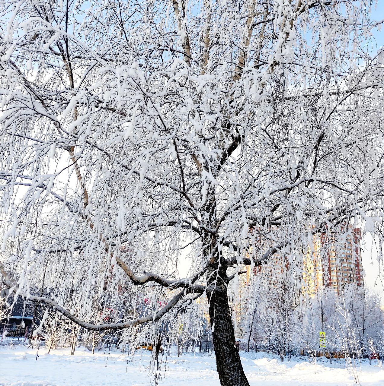 tree, cold temperature, snow, plant, winter, beauty in nature, nature, white, branch, environment, tranquility, scenics - nature, freezing, landscape, bare tree, tranquil scene, frozen, frost, no people, land, day, outdoors, tree trunk, trunk, sky, non-urban scene, growth, freshness, idyllic, springtime, deep snow, covering, spring, flower