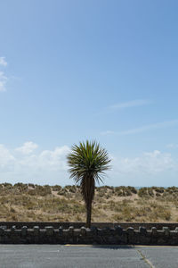 Palm trees on landscape against blue sky