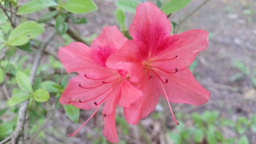 Close-up of hibiscus blooming outdoors